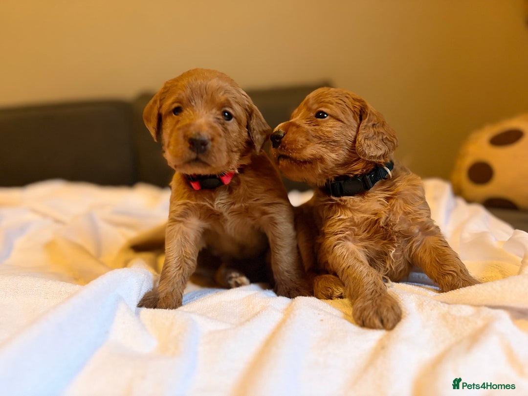 Labradoodle dogs for sale: Fox Red F1 Miniature Labradoodles  - Advert 3