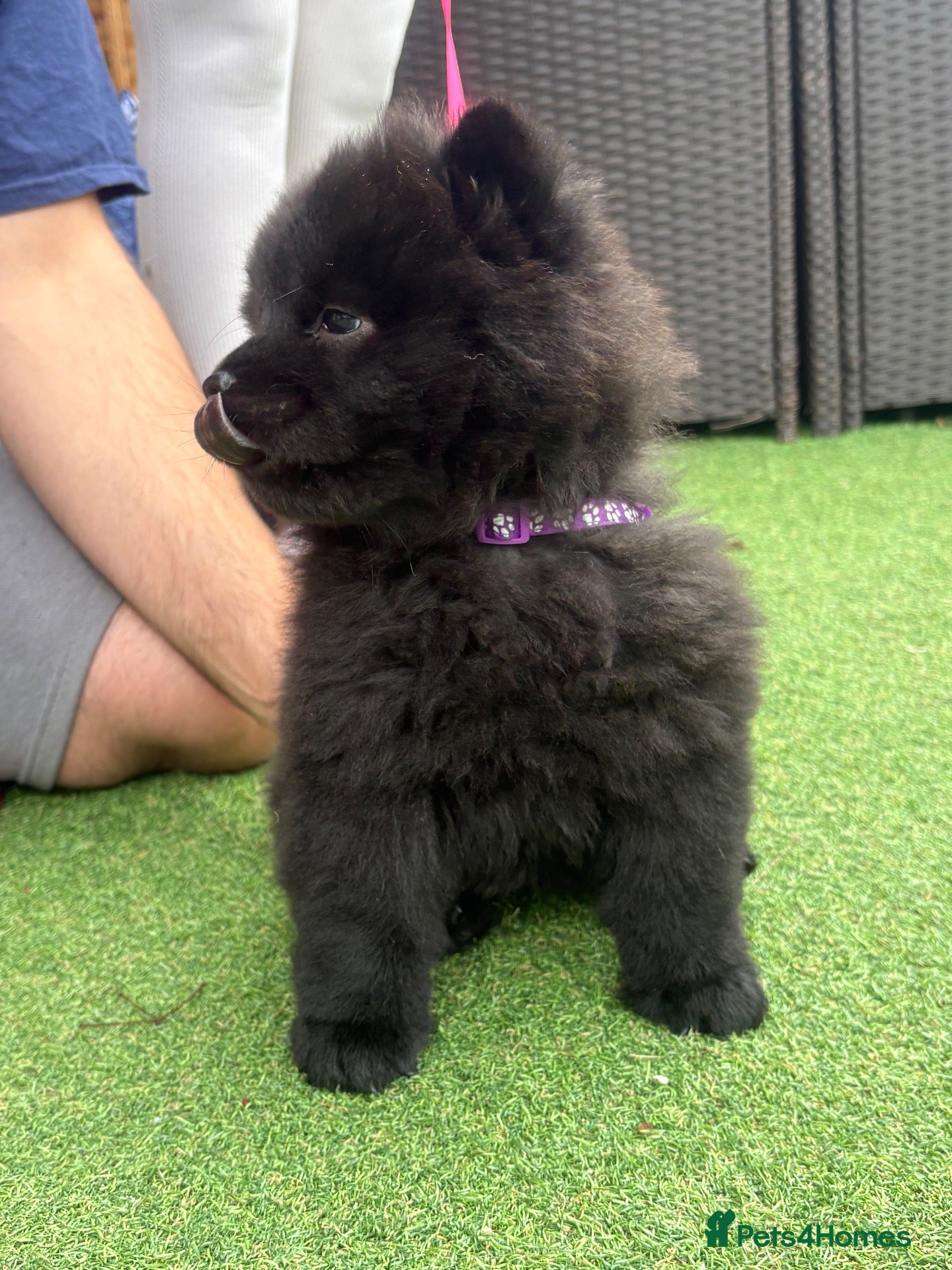 Chow Chow dogs Chow pups ready papers to hand !!! - Advert 11