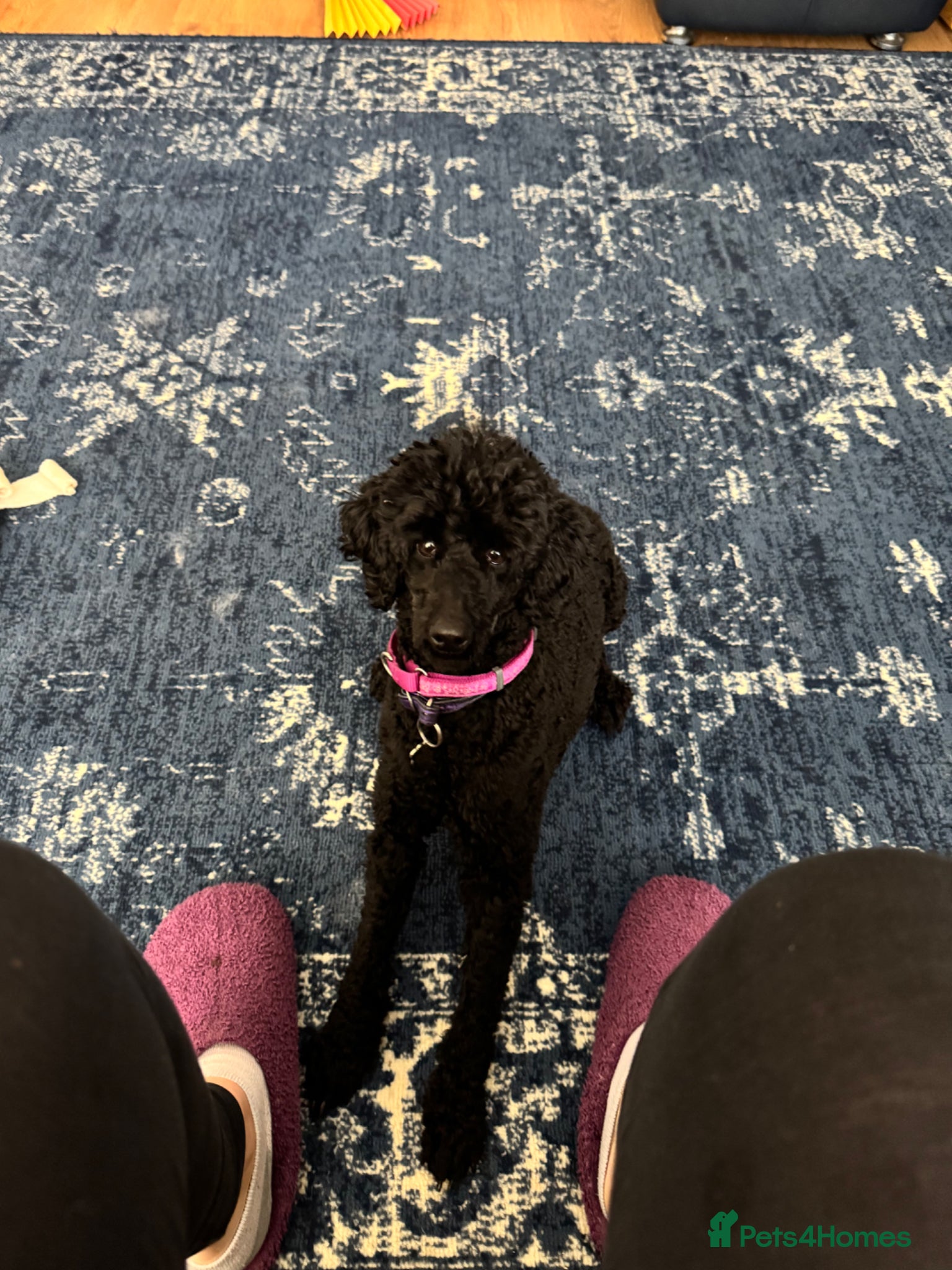 Miniature Poodle dogs Female poodle - Advert 7