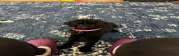 Miniature Poodle dogs for sale: Female poodle - Advert 1