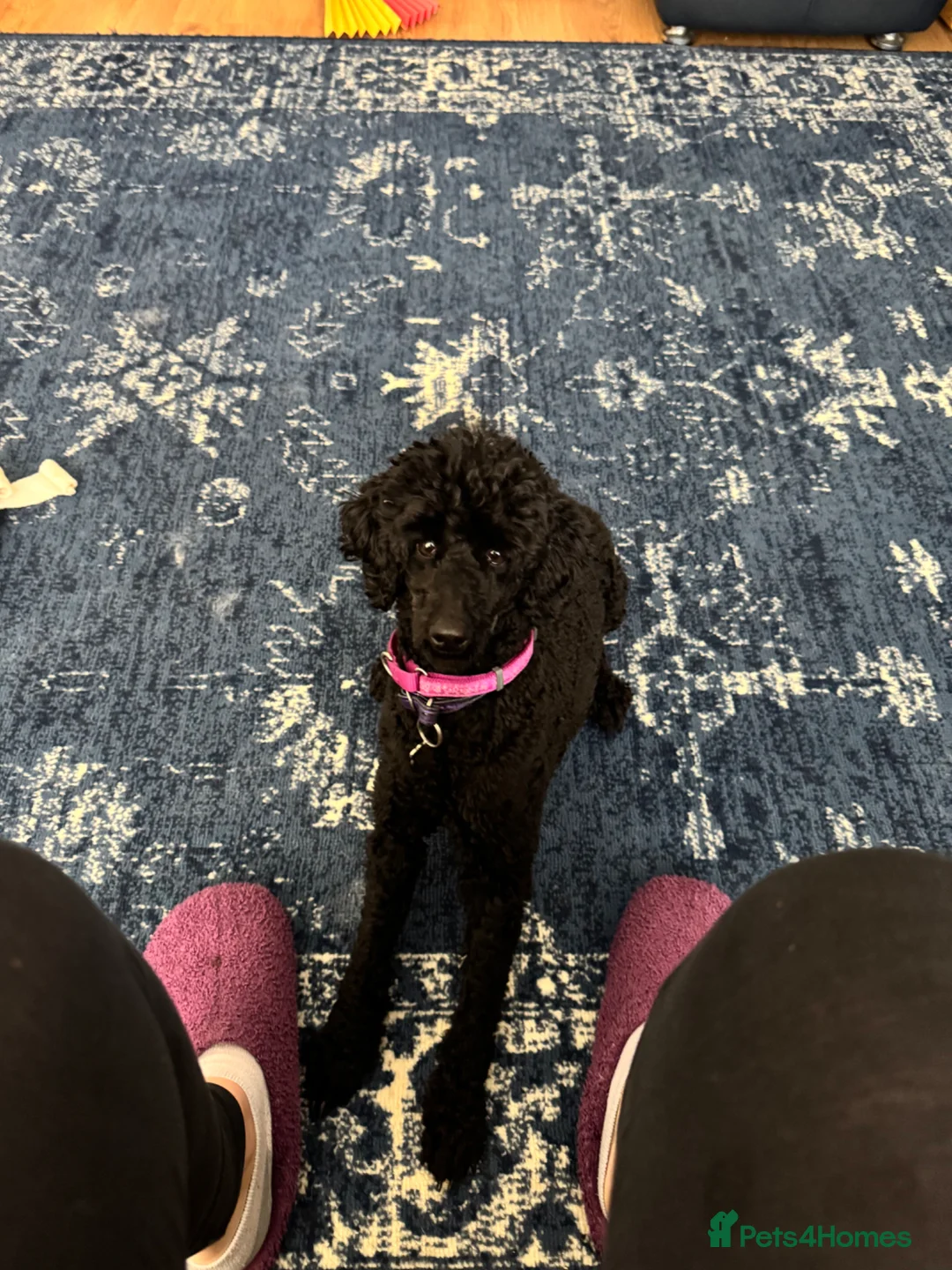 Miniature Poodle dogs for sale: Female poodle - Advert 1