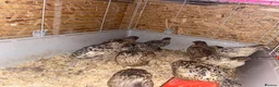 Quail poultry for sale: Coturnix quails from day olds to laying females - Advert 2
