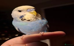Budgerigars birds for sale: Budgie  - Advert 2