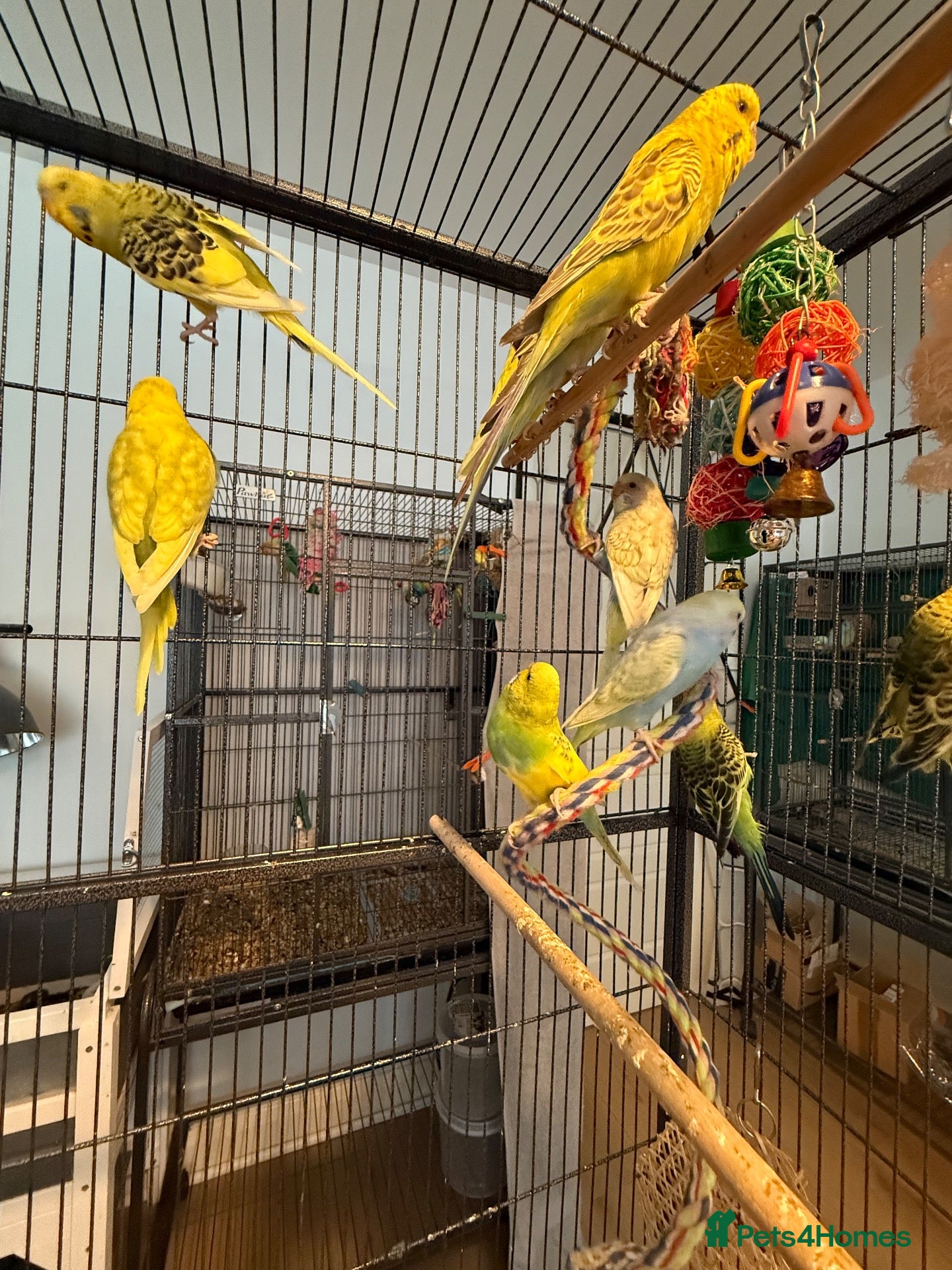 Budgerigars birds Young budgies indoor raised   Runcorn wa7   - Advert 2