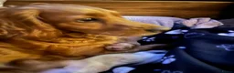 Cockapoo dogs for sale: Cockapoo pups x 4  in Hamilton - Advert 1