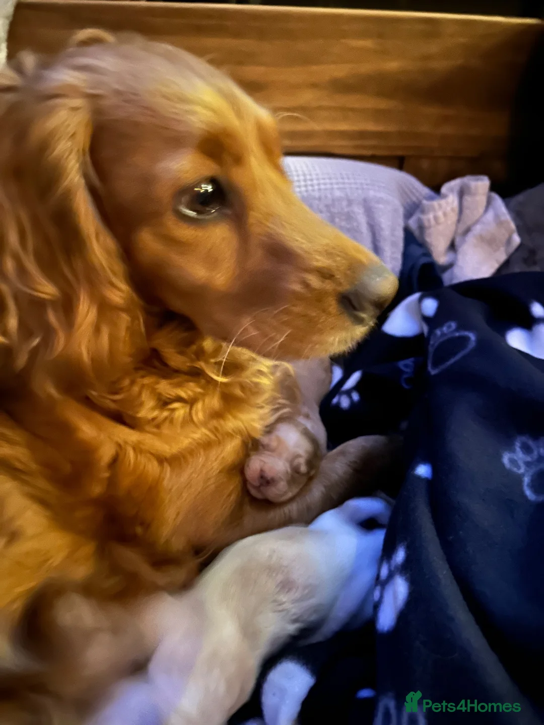 Cockapoo dogs for sale: Cockapoo pups x 4  in Hamilton - Advert 1