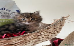 Mixed Breed cats for sale: Fluffy kittens  - Image 13