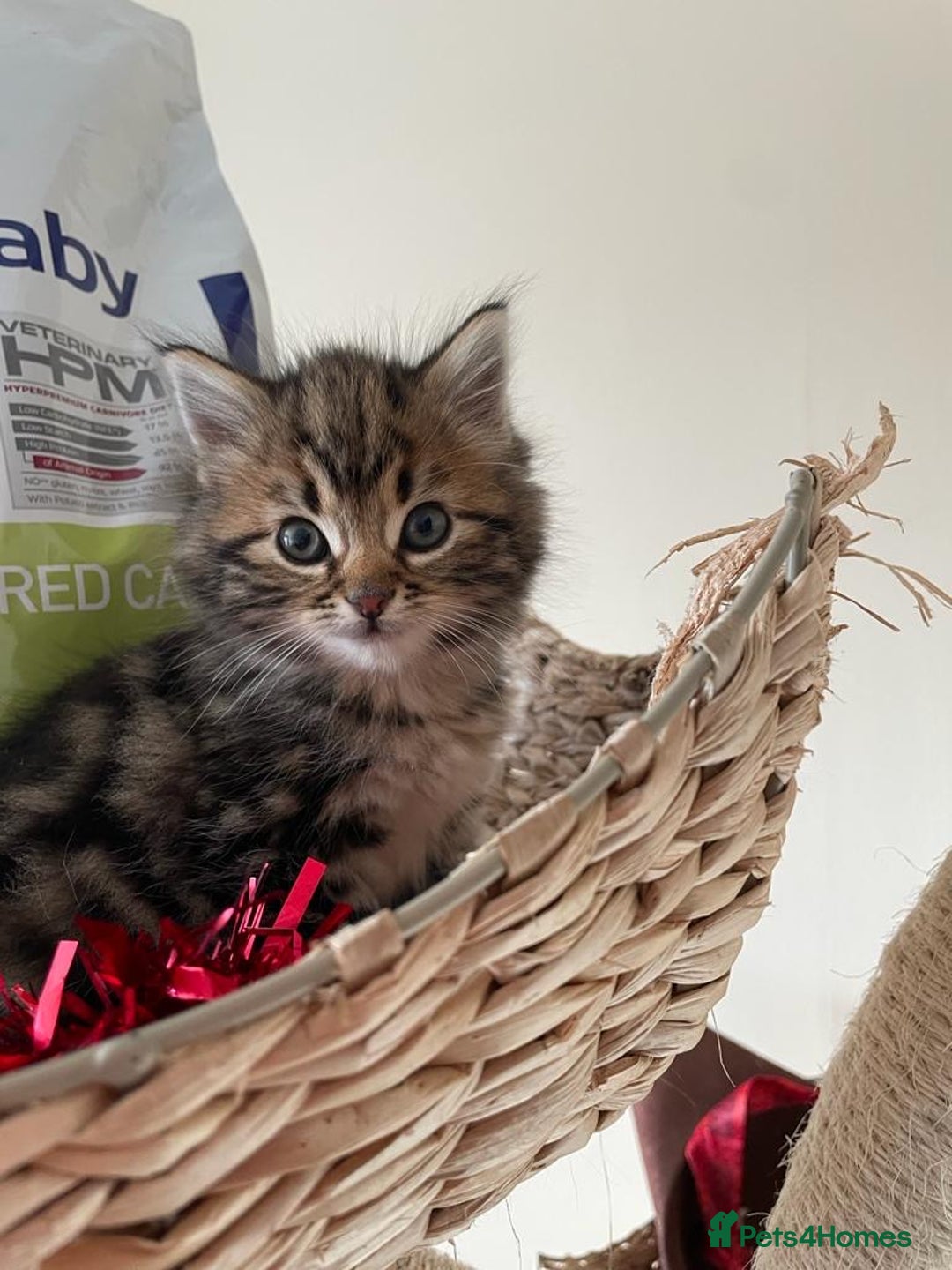 Mixed Breed cats for sale: Fluffy kittens  - Image 13