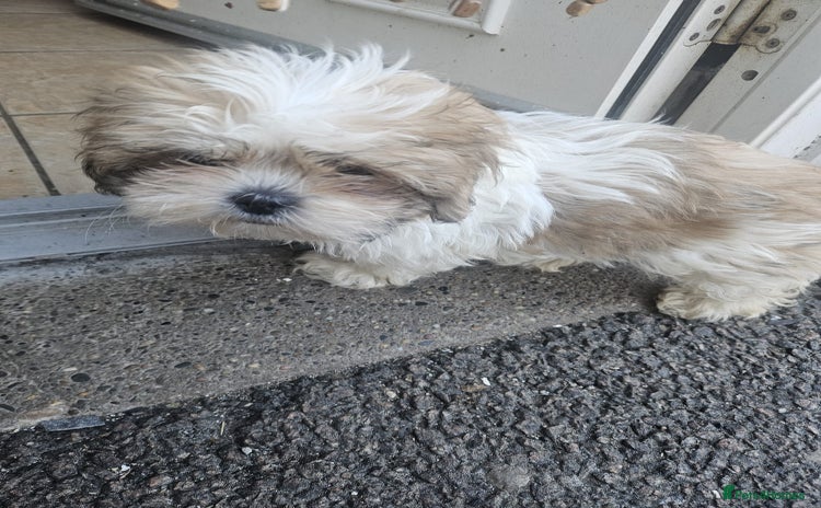 Shihpoo dogs - Advert 1