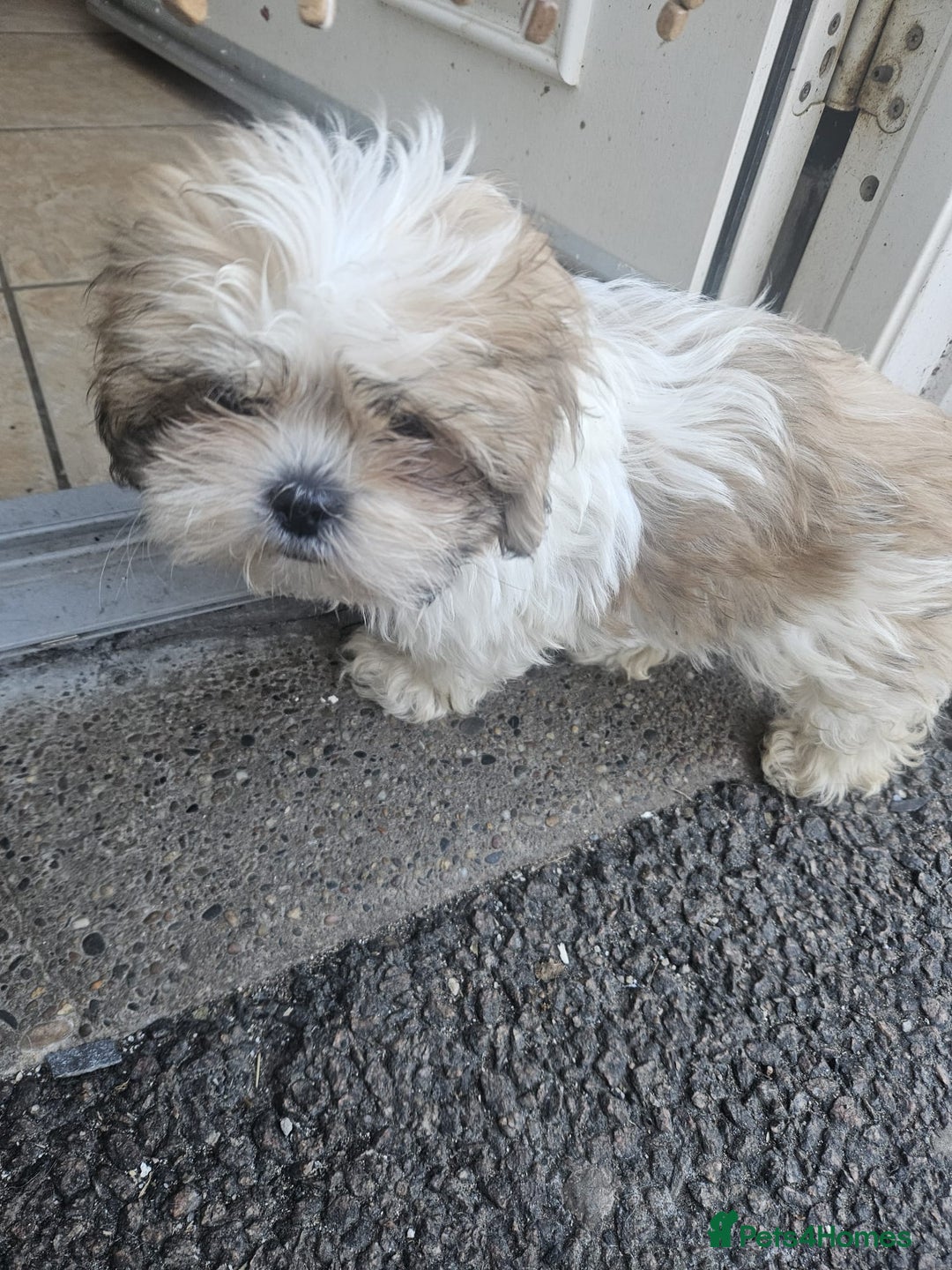 Shihpoo dogs for sale: Shipo male left  - Image 1