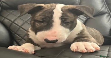 Bull Terrier dogs - Advert 10