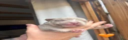 American Bully dogs for sale: Pocket bully  - Advert 21