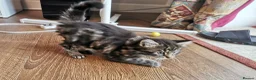 Mixed Breed cats for sale: Absolutely stunning kittens looking for a new home - Advert 5