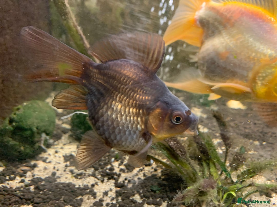 Fancy Goldfish fish for sale: Mixed Goldfish - Advert 5