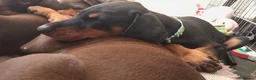 Dobermann dogs for sale: Dobermann puppies - Advert 3