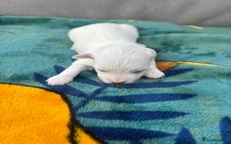 Maltese dogs for sale: Beautiful Maltese puppies for sale - Image 4