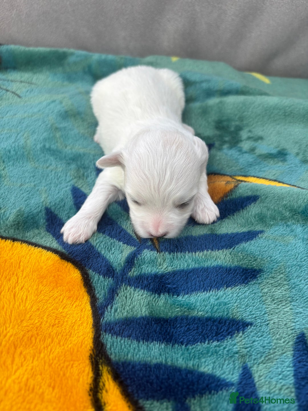 Maltese dogs for sale: Beautiful Maltese puppies for sale - Image 4
