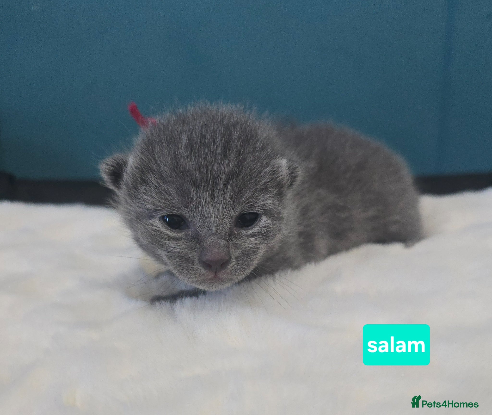 Russian Blue cats Champion Sired Russian Blue Kittens - Advert 6