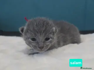 Russian Blue cats Champion Sired Russian Blue Kittens - Advert 6
