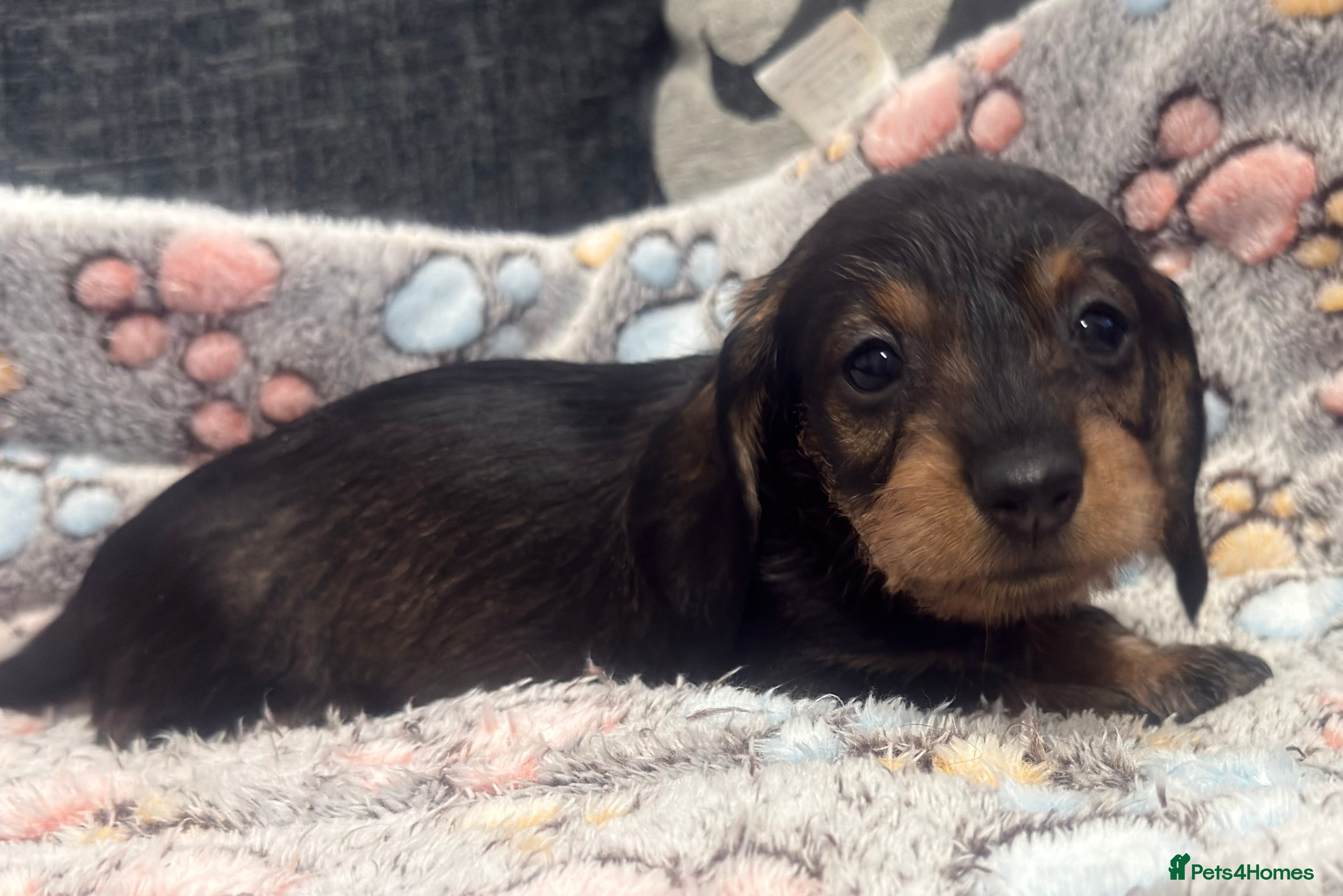 Miniature Dachshund dogs Wire haired puppies! Boys and girls - Advert 1