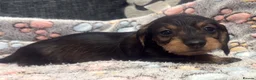 Miniature Dachshund dogs for sale: Wire haired puppies! Boys and girls - Advert 18