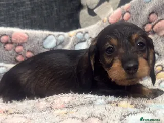 Miniature Dachshund dogs Wire haired puppies! Boys and girls - Advert 1