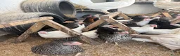 Chickens poultry for sale: Point of lay hens for sale  - Advert 4