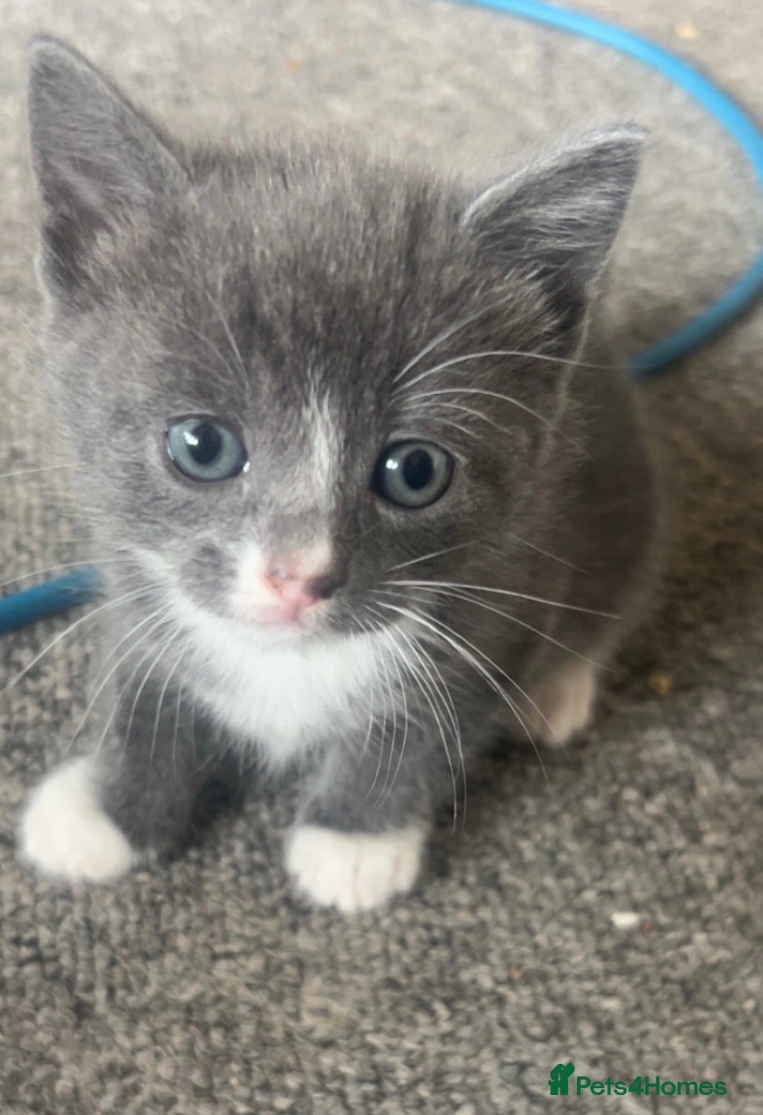 Mixed Breed cats for sale: 4 beautiful kittens for sale  - Image 1