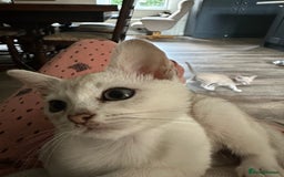 Burmese cats for sale: GCCF reg Pedigree Kittens - Image 23