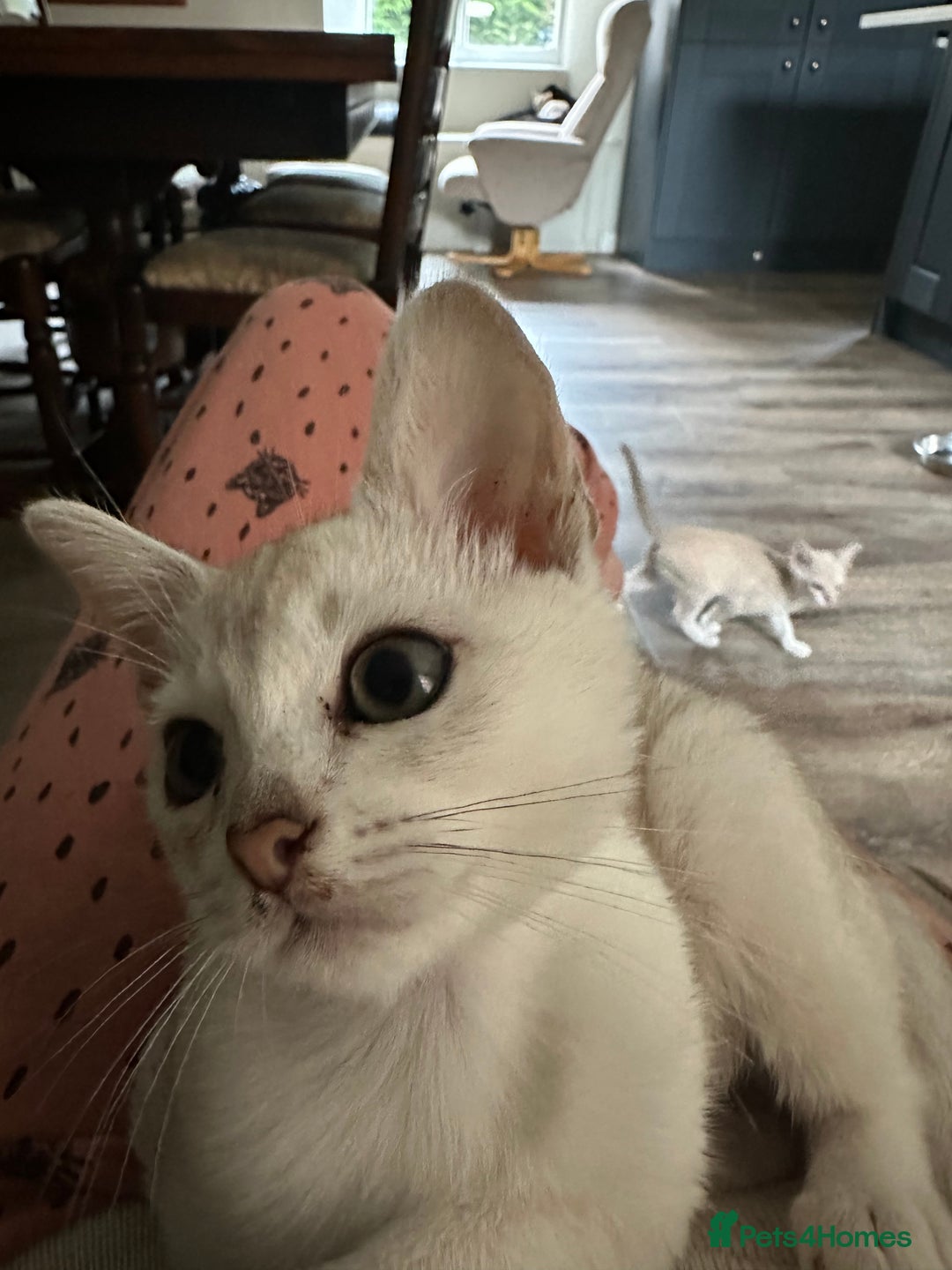 Burmese cats for sale: GCCF reg Pedigree Kittens - Image 23