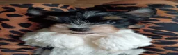 Biewer Terrier dogs for sale: Tiny Yorkshire terrier biewer girl - Advert 4
