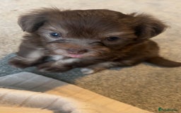 Chorkie dogs for sale: Outstanding chorkie puppies  - Image 3