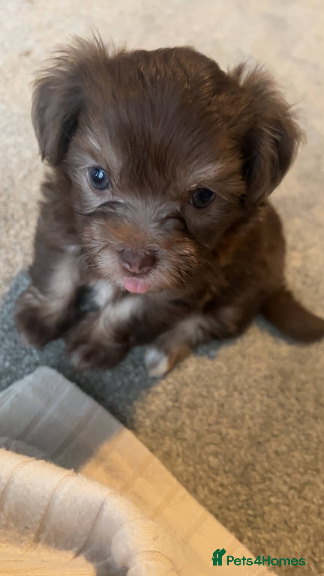 Chorkie dogs for sale: Outstanding chorkie puppies  - Image 3