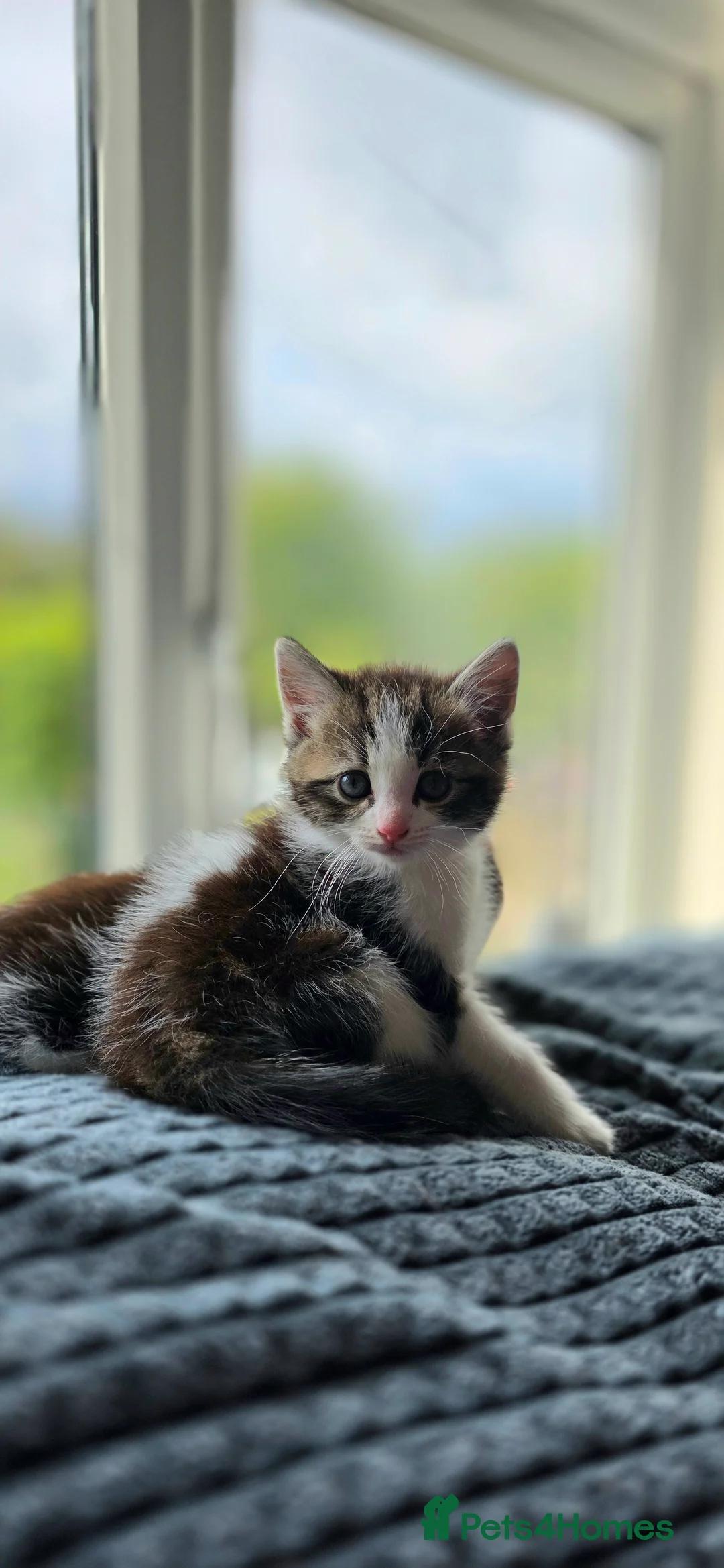 Mixed Breed cats for sale: Three beautiful kittens ready now in Stoke-on-Trent - Advert 2
