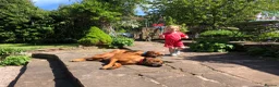 Rhodesian Ridgeback dogs for sale: Rhodesian Ridgebacks: Exceptional, 4th Generation - Advert 10