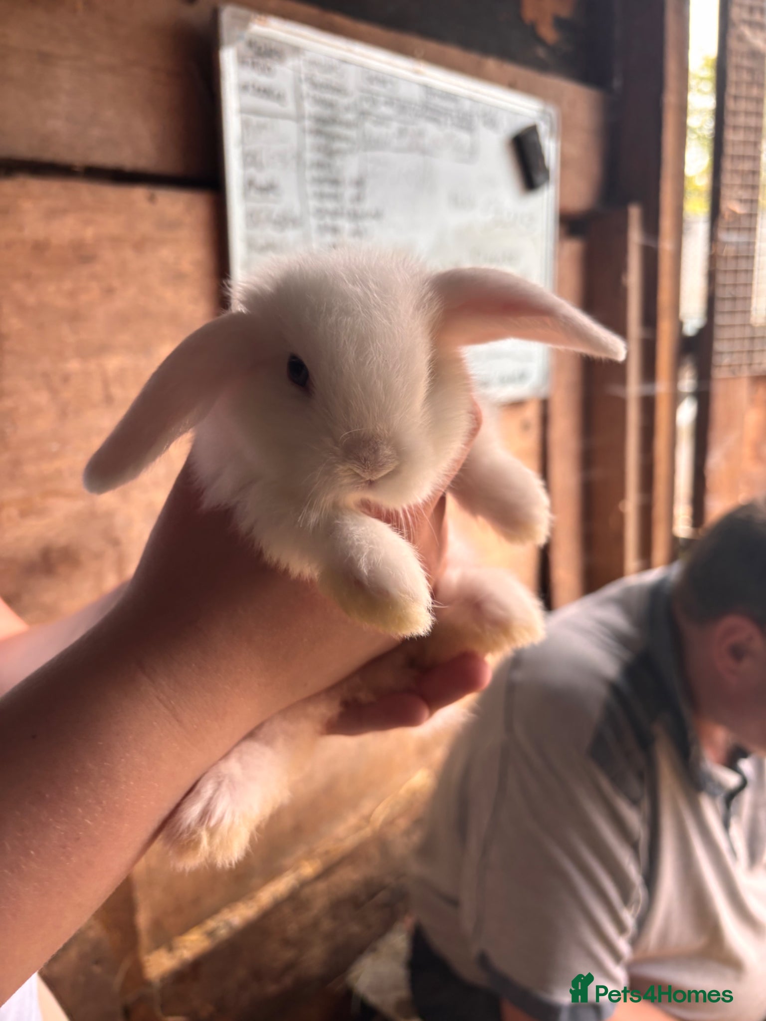 Mini Lop rabbits for sale: 8 beautiful baby’s rabbit  - Advert 22
