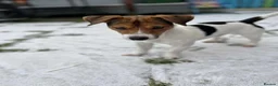Jack Russell dogs for sale: Todd a Very energetic 1 year old Jack Russell  - Advert 2