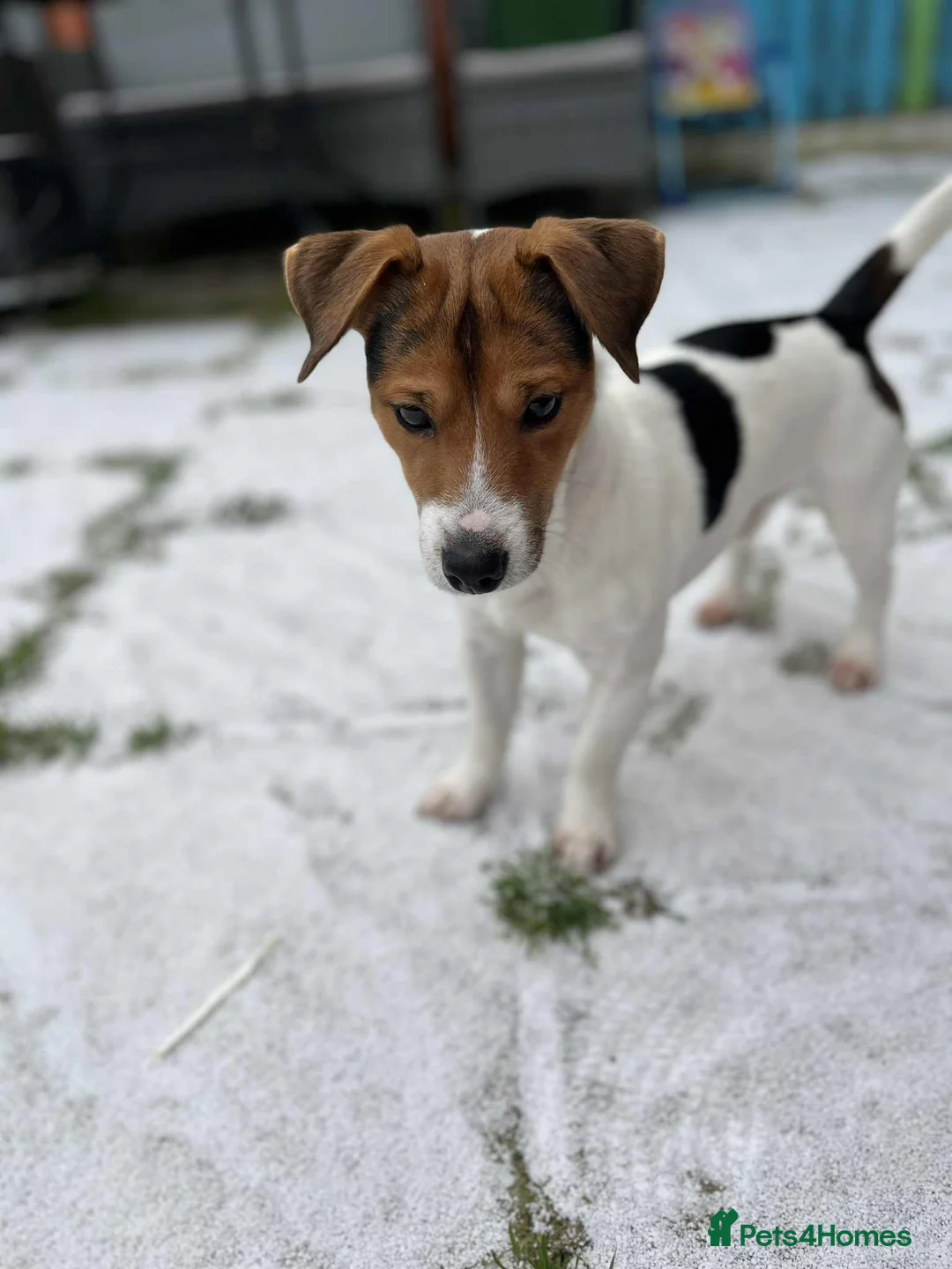 Jack Russell dogs for sale: Todd a Very energetic 1 year old Jack Russell  - Advert 2