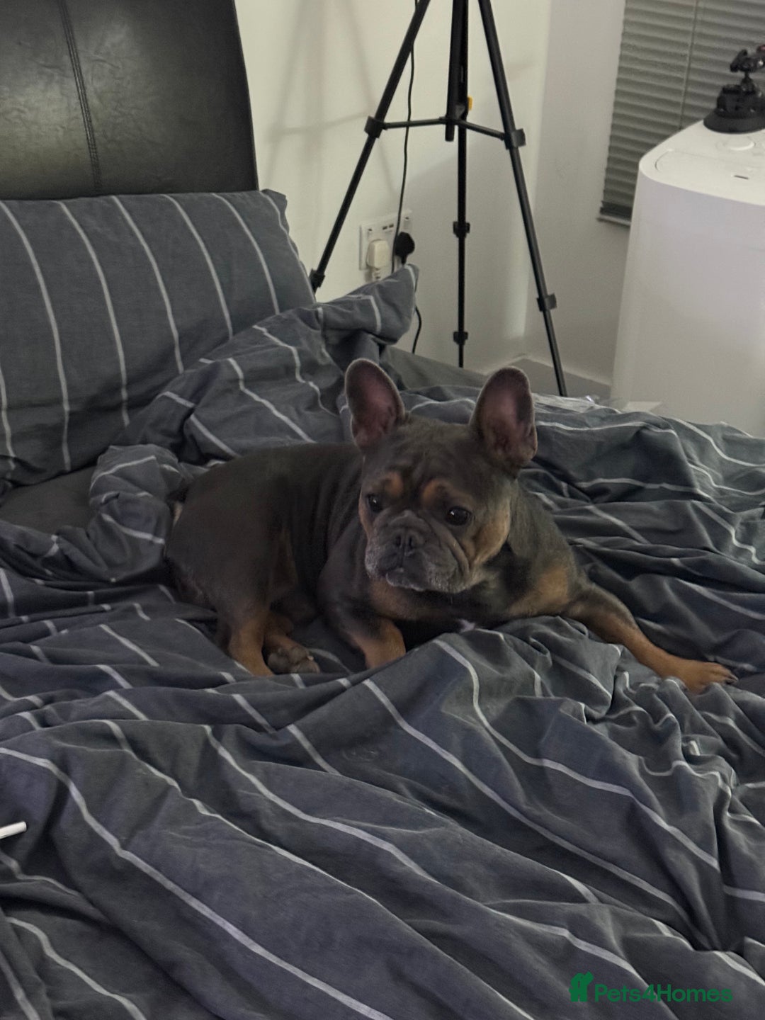 French Bulldog dogs for stud: Beautiful stocky athletic frenchie. Kc registered  - Advert 6