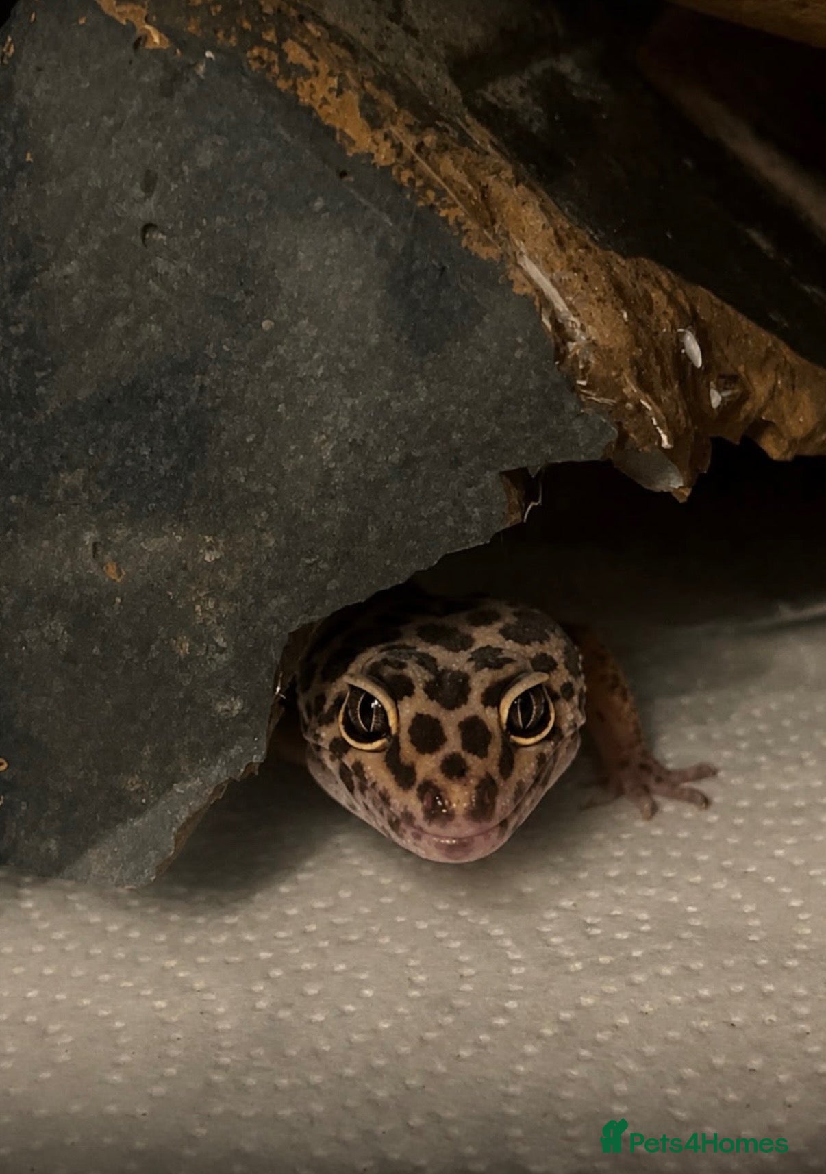 Leopard Gecko reptiles for sale: 10 month old Leopard Geko  - Advert 1
