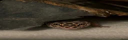 Leopard Gecko reptiles for sale: 10 month old Leopard Geko  - Advert 1