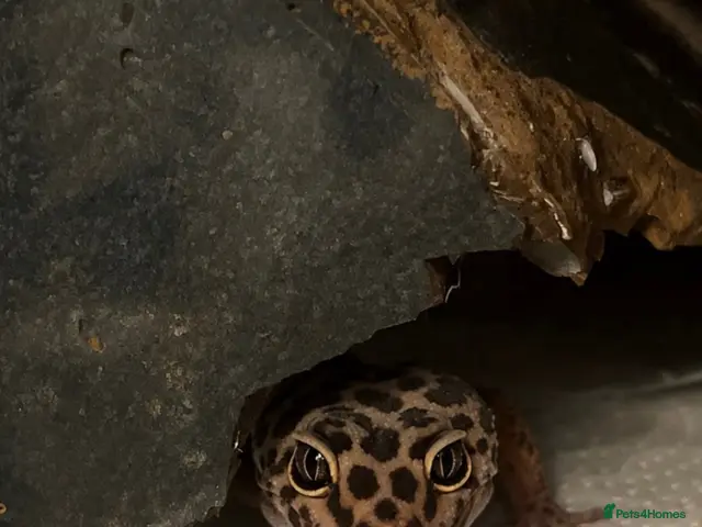 Leopard Gecko reptiles for sale: 10 month old Leopard Geko - Advert 1