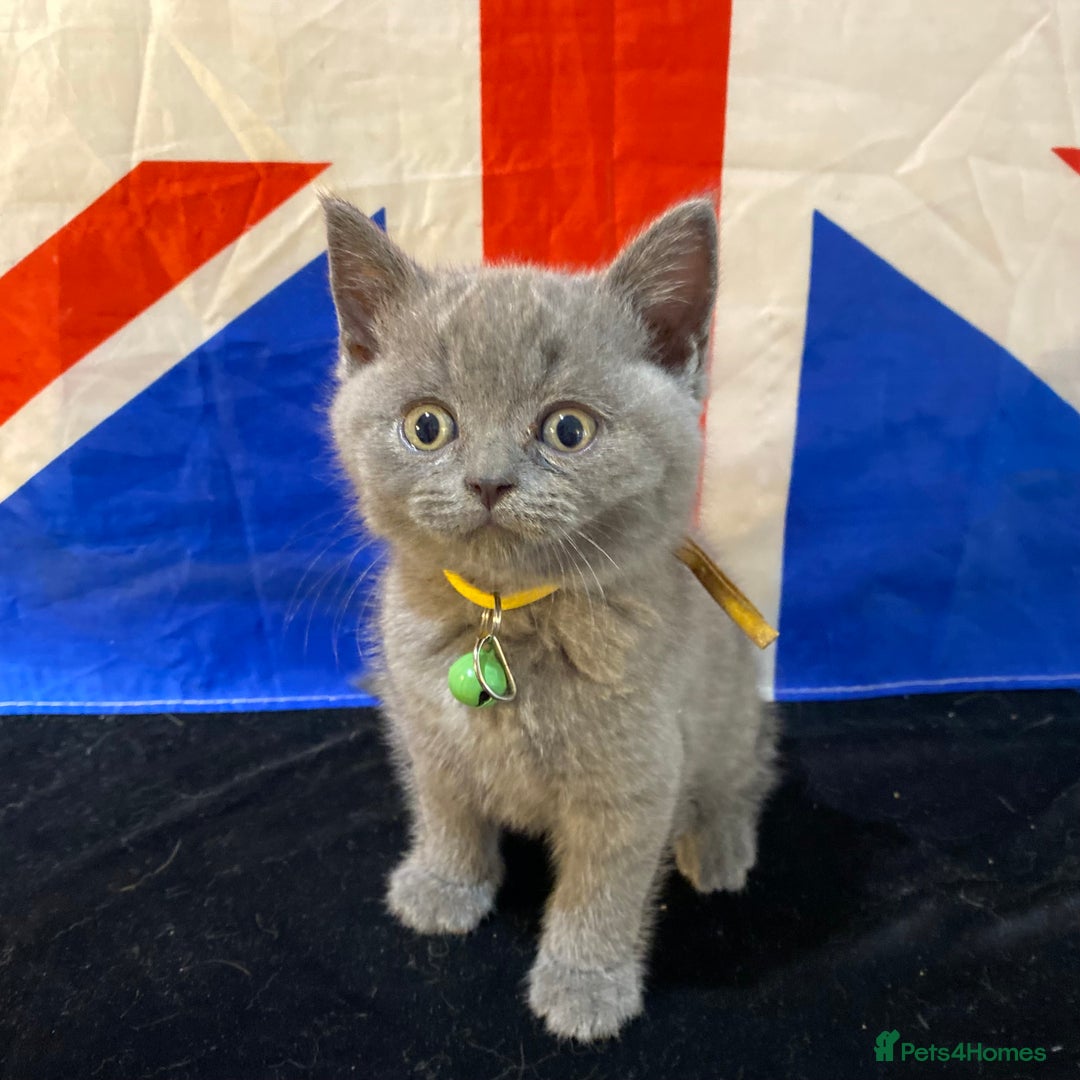 British Shorthair cats for sale: 7 Chunky British Blue Shorthair Kittens for Sale - Image 3