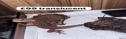 Gecko reptiles for sale: Lizards for rehome  - few to choose from  in Nottingham - Advert 2