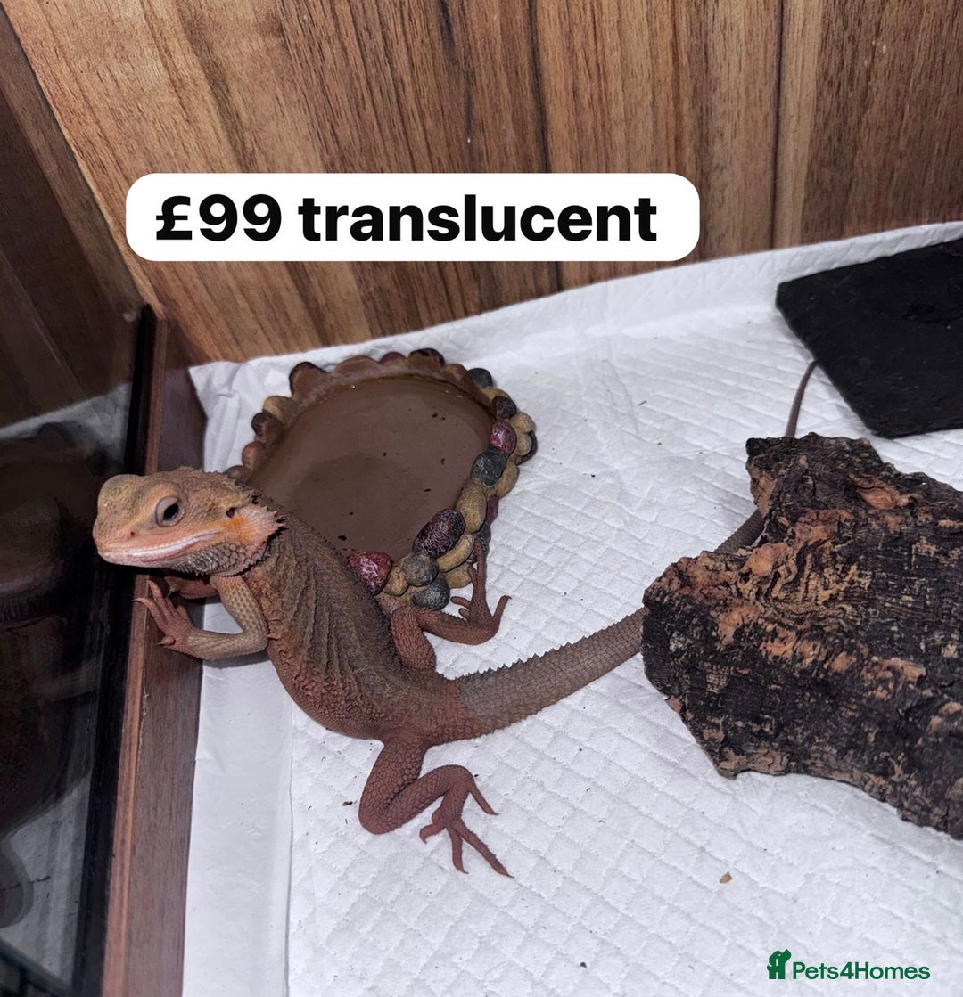 Gecko reptiles for sale: Lizards for rehome  - few to choose from  in Nottingham - Image 2