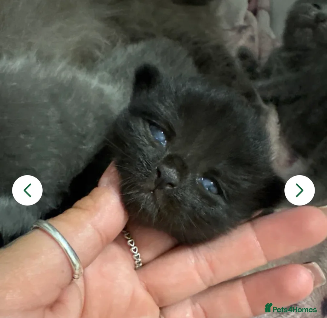 British Shorthair cats for sale: British shorthairs 🐾❤️ - Advert 10
