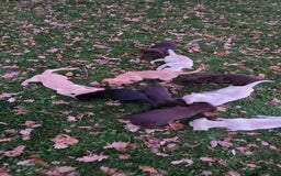 Labrador Retriever dogs for sale: Labrador Puppies Ready for Their Forever Homes🐶💛 - Image 9