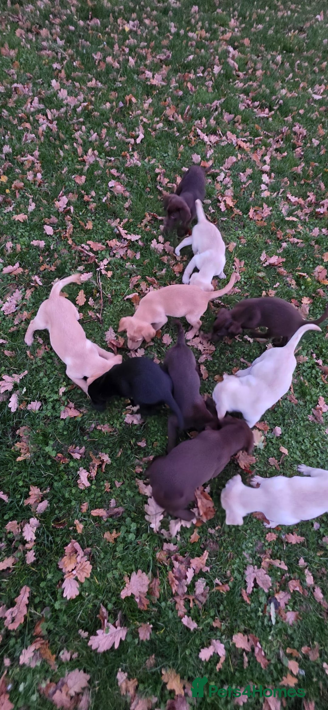 Labrador Retriever dogs for sale: Labrador Puppies Ready for Their Forever Homes🐶💛 - Image 9