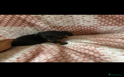 Miniature Dachshund dogs for sale: Miniature  - Image 10