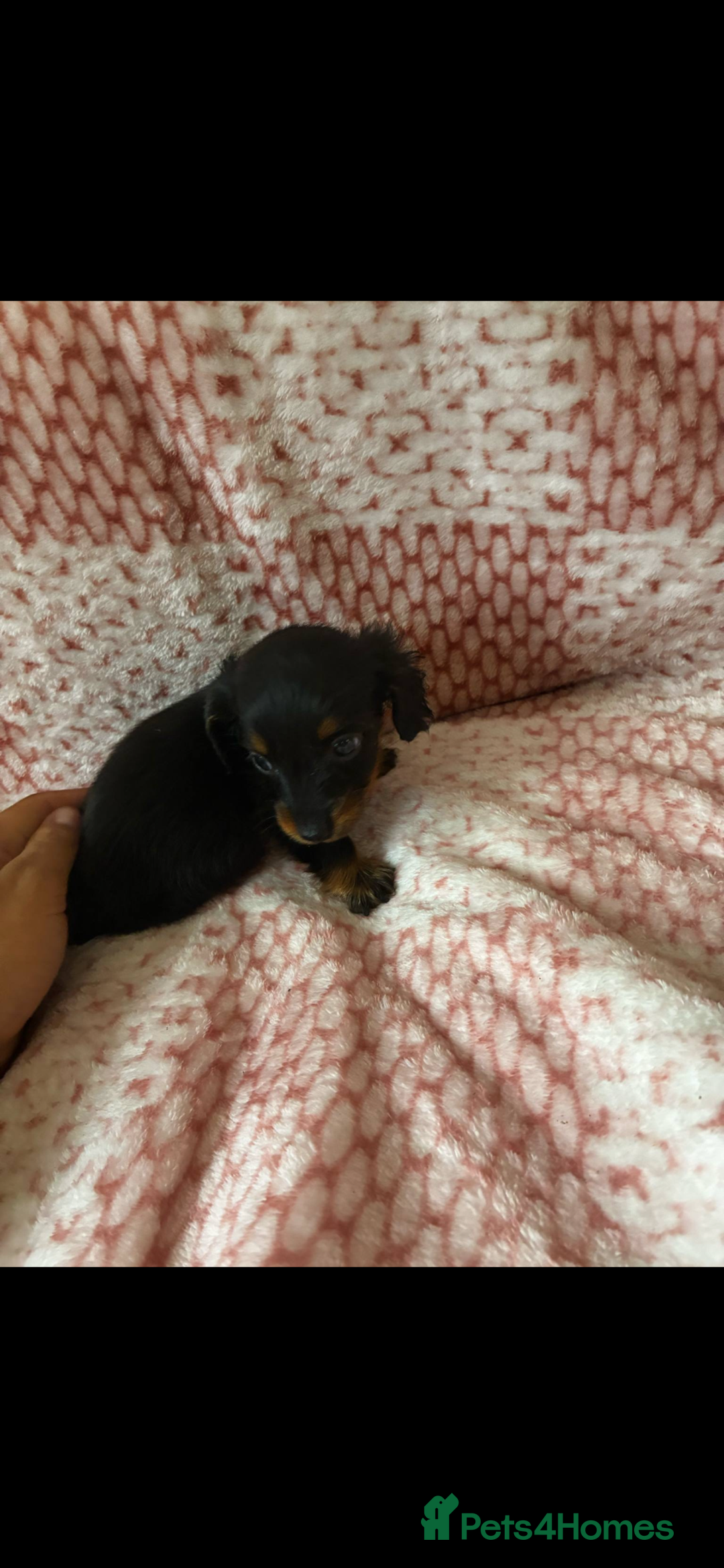 Miniature Dachshund dogs for sale: Miniature  - Image 10